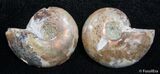 Inch Split Ammonite Pair #2669-1